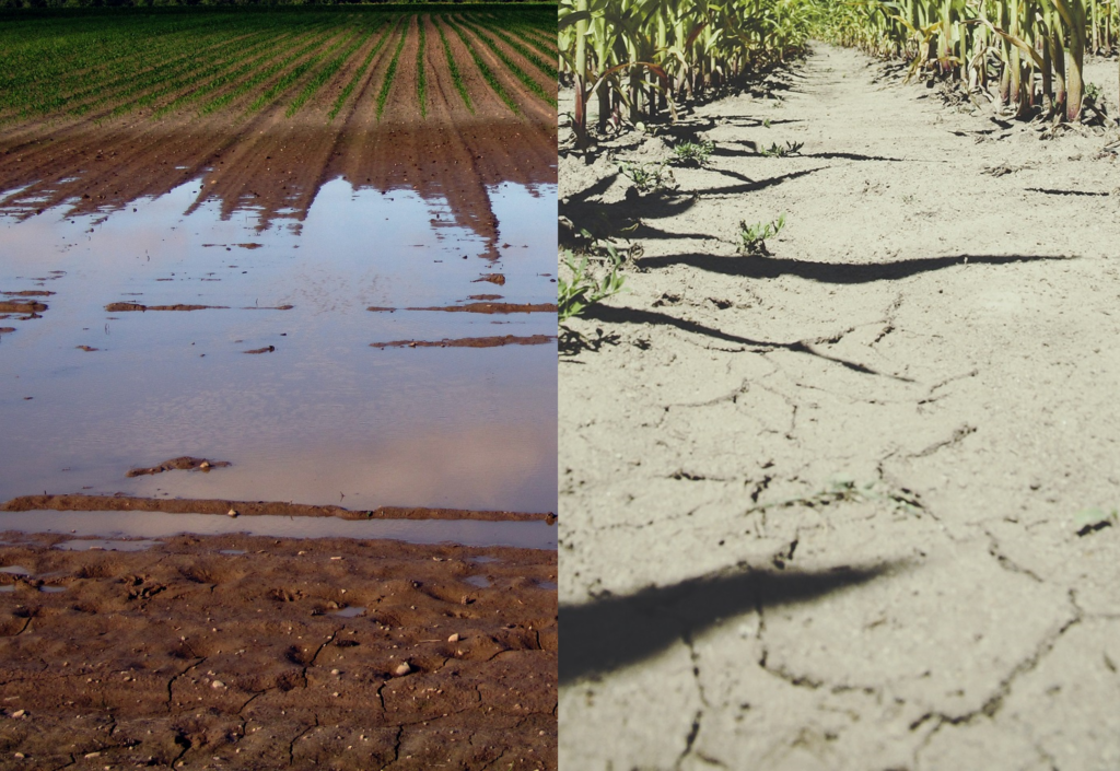 Régénérer les sols pour mieux s'adapter aux variations du climat - Olmix